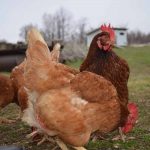 Cielo Farms Free Range Chickens