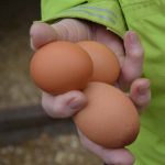 Farm Fresh Eggs