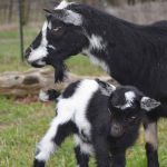 Nigerian Dwarf Goat and on of her Kids