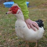 One of the ducks at Cielo Farm