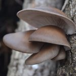 Cultivated Blue Oyster Mushrooms growing from maple trees harvested on our farm