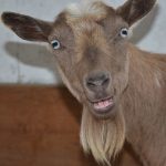 Nigerian dwarf goat