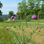 Flowering thistles in the foreground and the B&B and vista beyond.