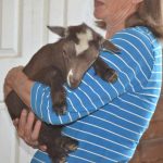 Our Nigerian Dwarf Goats are very affectionate.