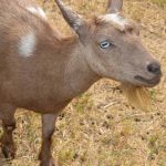 The goats at Cielo Farm have personality to spare!