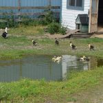 Free range ducks and ducklings at Cielo Farm.