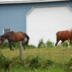 The horses coming over to say 'hello' at Cielo Farm.