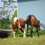 Horses in the pasture at Cielo Farm.