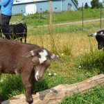 Nigerian Dward kids at Cielo Farm.