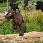 Nigerian Dwarf kids in the fenced goatery.