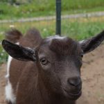 One of our young Nigerian Dwarf Goats.