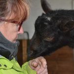 The goats at Cielo Farm are friendly and affectionate.