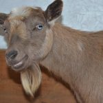 One of the Nigerian Dwarf Goats at Cielo Farm posing for a picture.