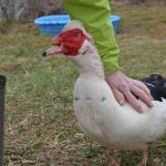 One of our affectionate Muscovy ducks at Cielo Farm.