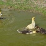 Duckling bath-time at Cielo Farm