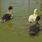 Bath-time is over for these ducklings.