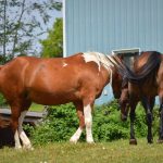 Two of Cielo Farm's resident horses.