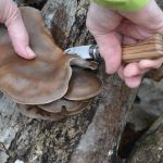 Harvesting blue oyster mushrooms from our mushroom grove.