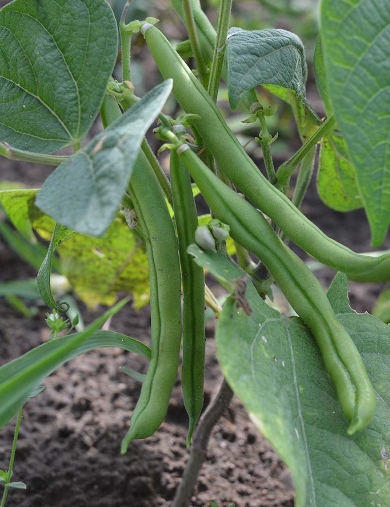 Fresh green beans