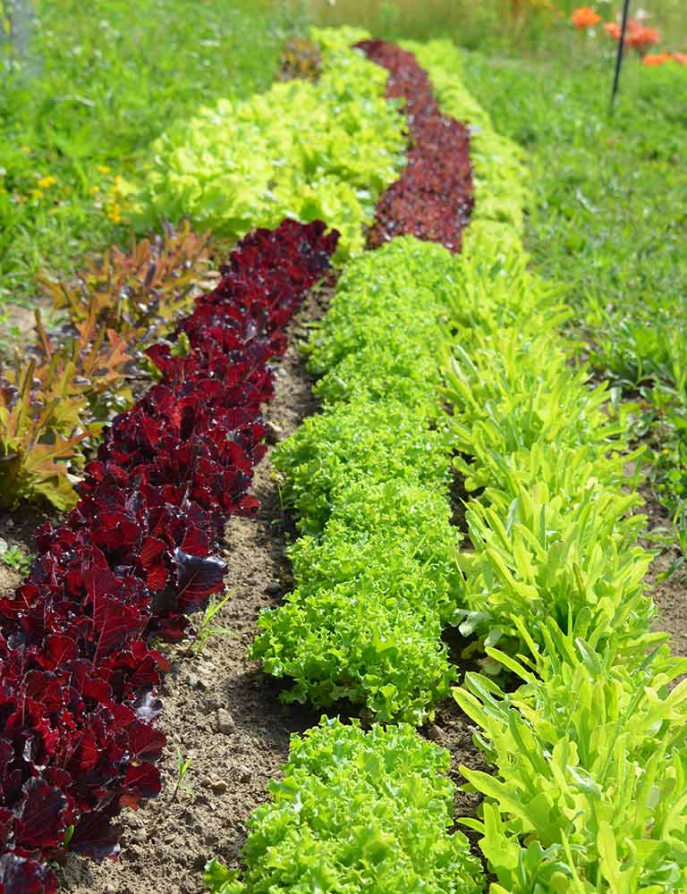 Selection of fresh lettuce at Cielo Farm