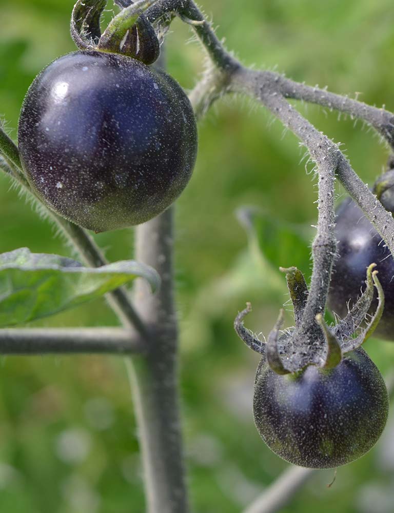 Indigo Rose Tomatoes