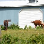 Two of our resident horses at Cielo Farm